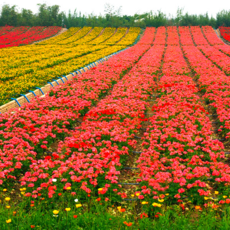 花卉種植的藝術(shù)與實(shí)踐 河南俊山園林景觀建設(shè)的專業(yè)視角