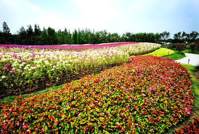 花卉苗木與蔬菜種植 庭院綠化的雙贏之道
