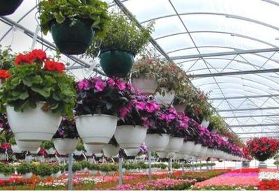 常見(jiàn)花草與豆類作物的栽培技術(shù)指南