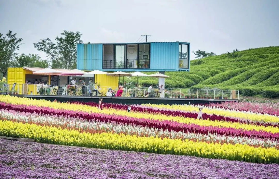 創(chuàng)新驅(qū)動(dòng)未來(lái) 花卉與豆類種植新動(dòng)向探索